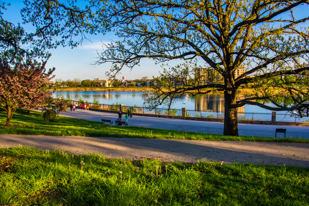 Tree,And,View,Of,Druid,Lake,In,Druid,Hill,Park,