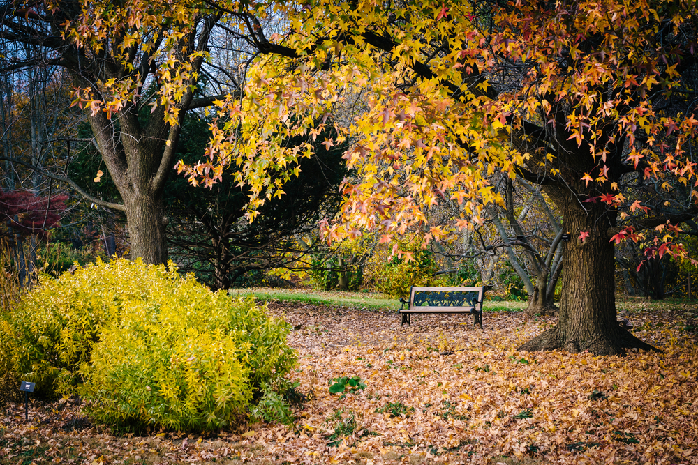 Autumn,Color,At,Cylburn,Arboretum,,In,Baltimore,,Maryland.